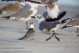 Black Tern