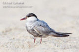 Whiskered Tern