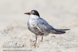 Whiskered Tern