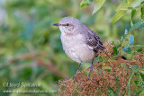 Northern Mockingbird