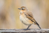 Northern Wheatear