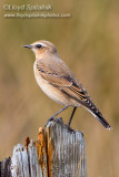 Northern Wheatear