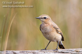 Northern Wheatear
