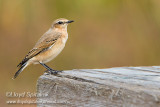 Northern Wheatear