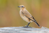 Northern Wheatear