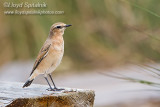 Northern Wheatear