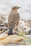 Northern Wheatear