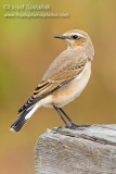 Northern Wheatear