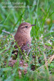 Winter Wren
