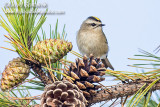 Golden-crowned Kinglet