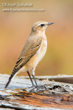 Northern Wheatear