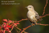 Northern Mockingbird