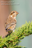 Purple Finch