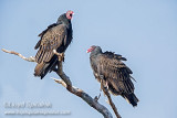 Turkey Vulture