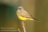 Cassins Kingbird