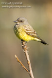 Cassins Kingbird