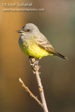 Cassins Kingbird