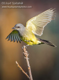 Cassins Kingbird