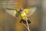 Cassins Kingbird