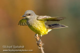 Cassins Kingbird