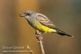 Cassins Kingbird