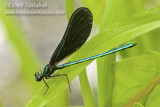 Ebony Jewelwing