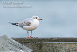 Black-headed Gull 