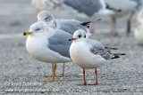 Black-headed Gull (1st winter/cycle)