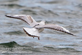 Black-headed Gull (1st winter/cycle)