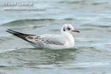 Black-headed Gull (1st winter/cycle)