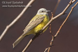 Couchs Kingbird