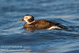 Long-tailed Duck (Oldsquaw)