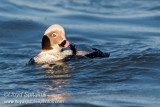 Long-tailed Duck (Oldsquaw)