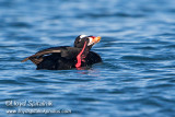 Surf Scoter 