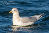 Iceland Gull
