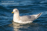 Iceland Gull