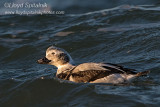 Long-tailed Duck/Oldsquaw (1st winter male) 