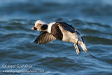Long-tailed Duck (Oldsquaw)