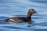 White-winged Scoter