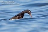 White-winged Scoter