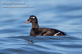 White-winged Scoter