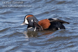 Harlequin Duck