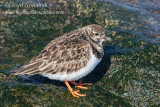 Ruddy Turnstone   