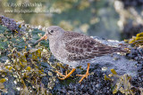Purple Sandpiper (1st winter)