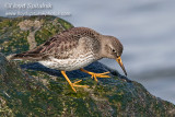 Purple Sandpiper