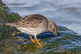 Purple Sandpiper