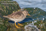 Purple Sandpiper