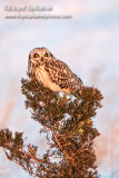 Short-eared Owl