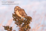 Short-eared Owl