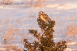 Short-eared Owl